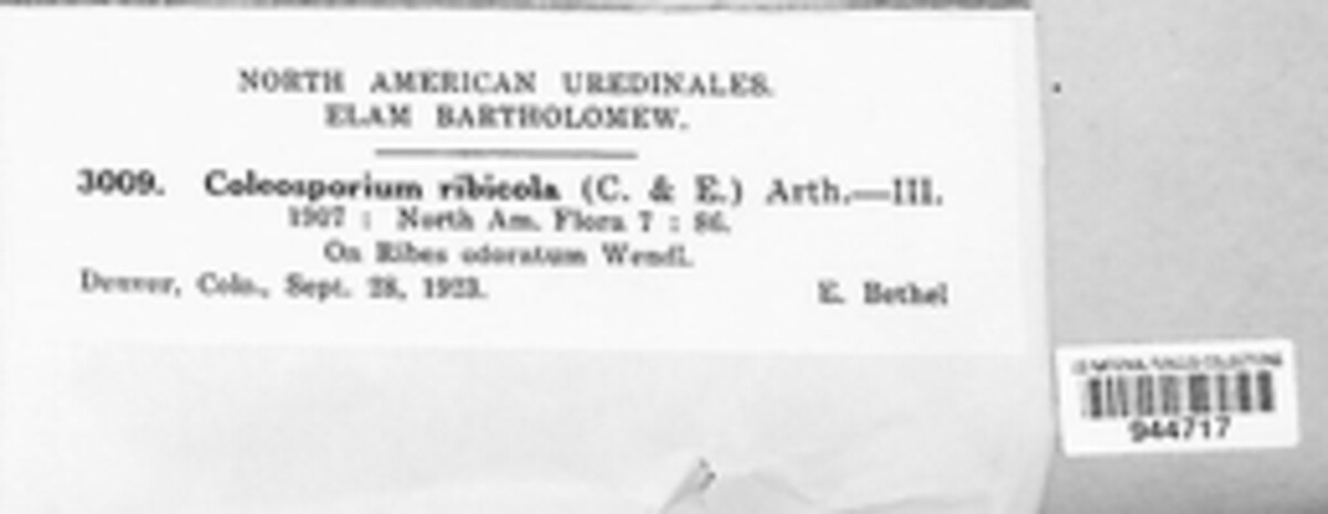 Coleosporium ribicola image